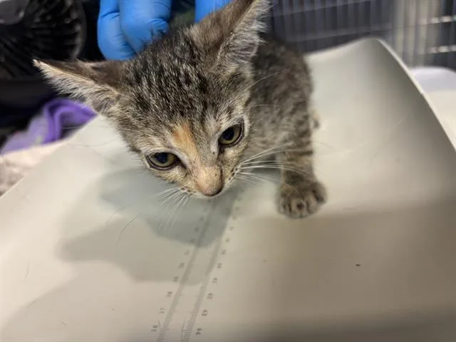 A baby small-sized female Domestic Short Hair cat named Iggy for adoption in Grand Prairie, TX
