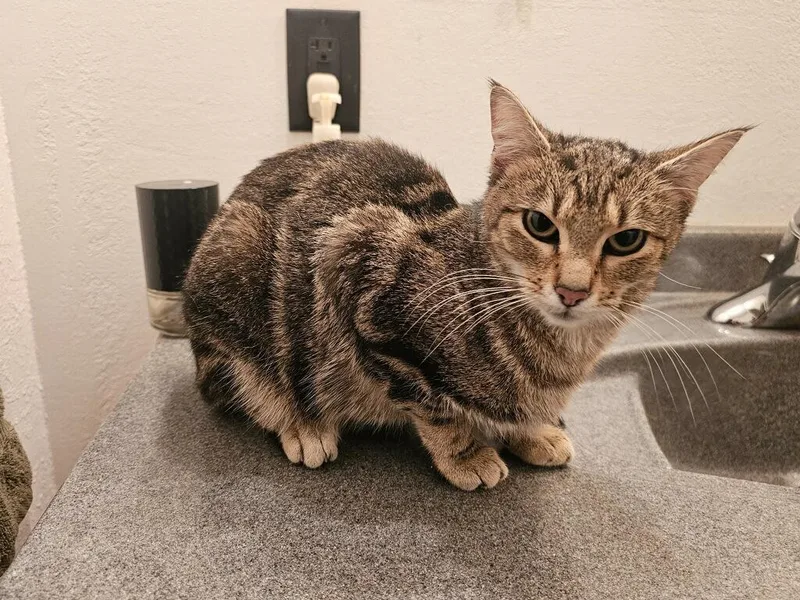 An adult small-sized female Tabby (Brown / Chocolate) Domestic Short Hair cat named Isabelle for adoption in Faribault, MN