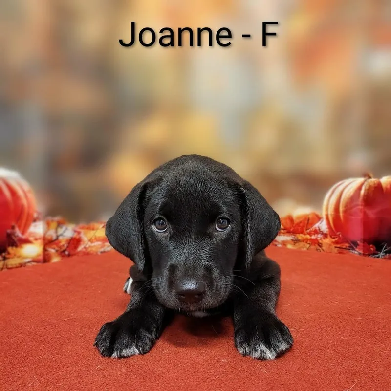 A baby medium-sized female Black Labrador Retriever dog named Joanne for adoption in Griswold, CT