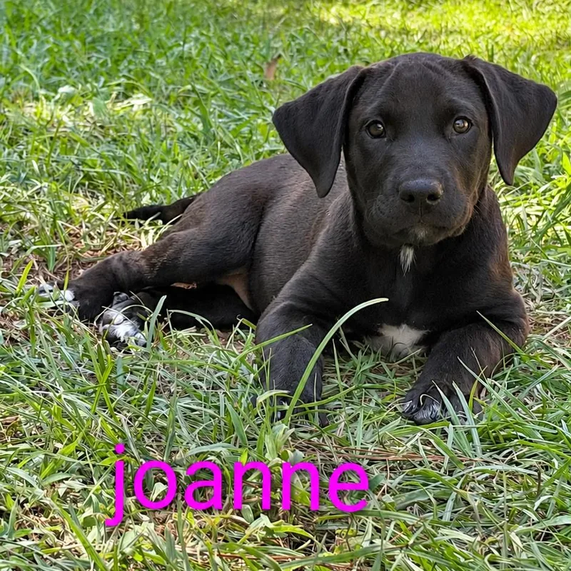 Joanne thumbnail 2