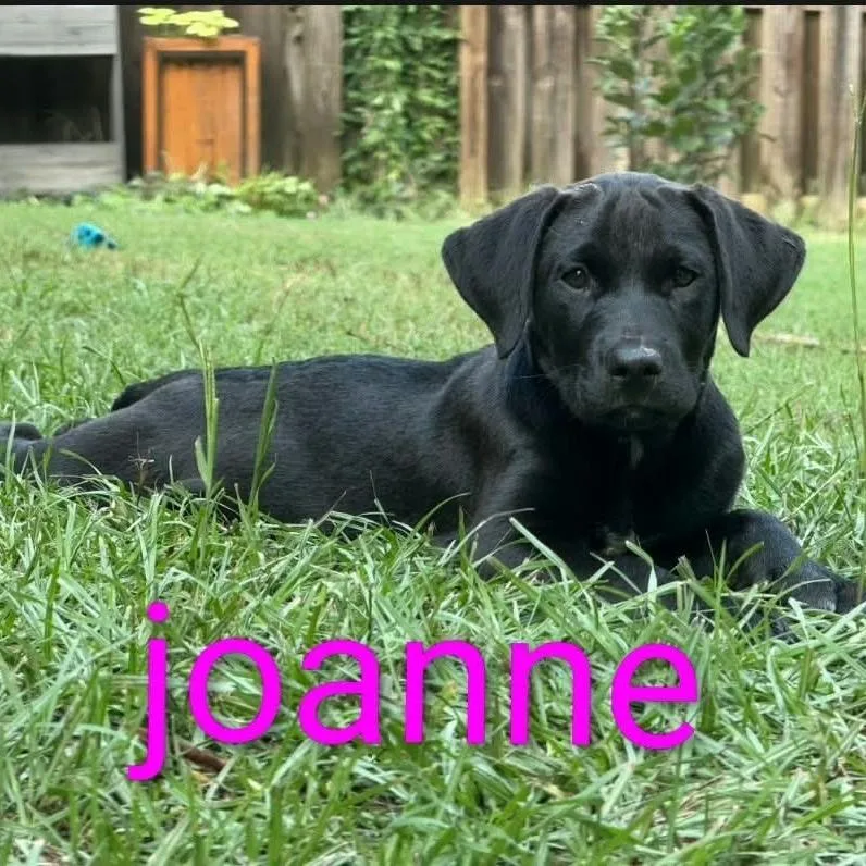 Joanne thumbnail 3