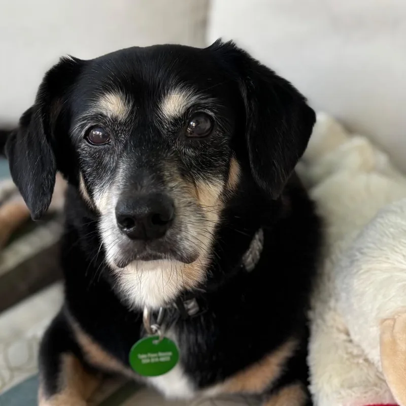 Duke Doxie thumbnail 2