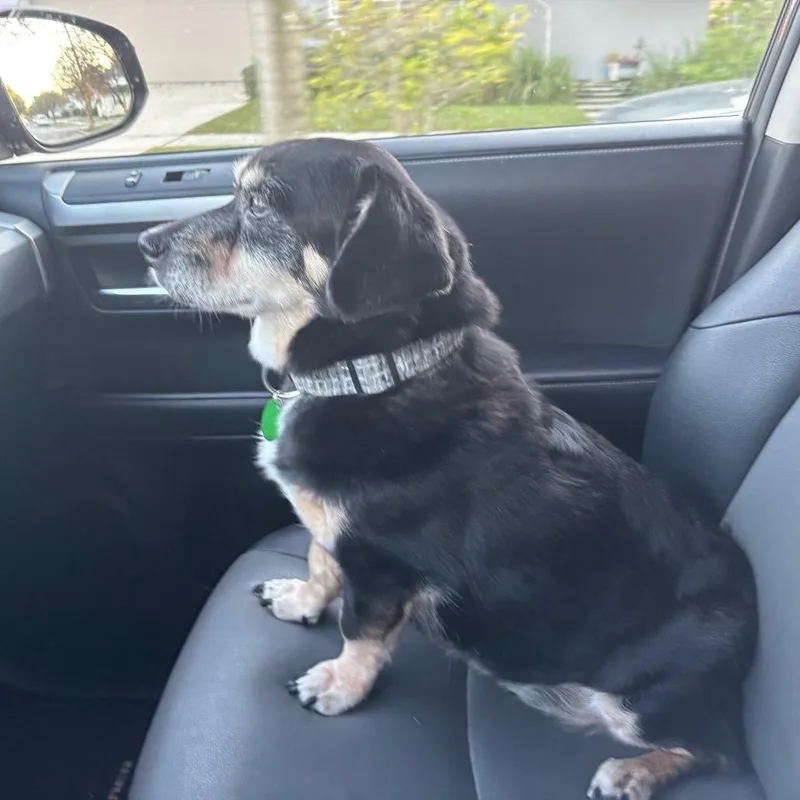 Duke Doxie thumbnail 3