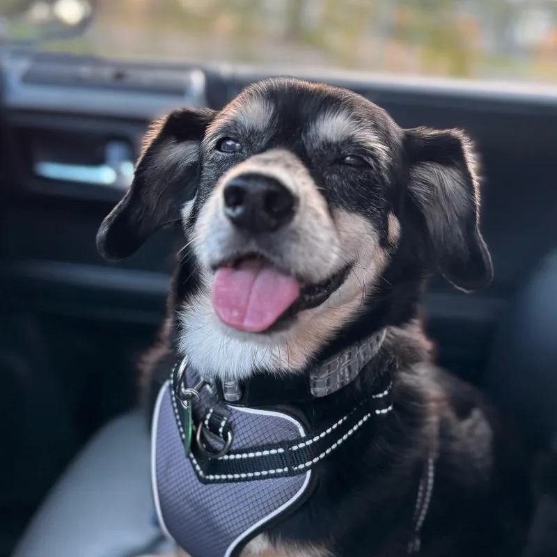 Duke Doxie thumbnail 4