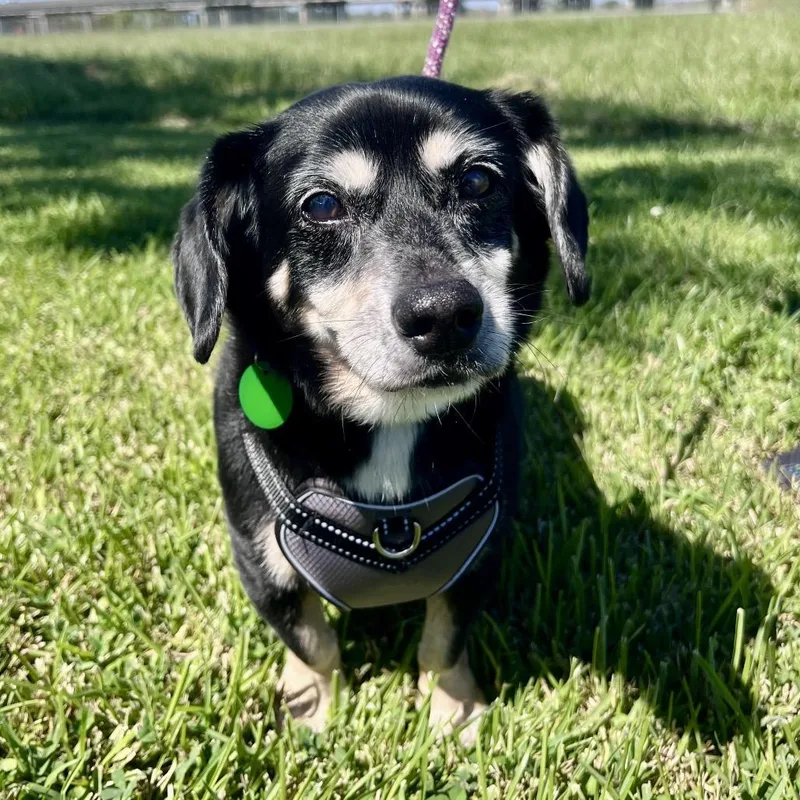 Duke Doxie thumbnail 5