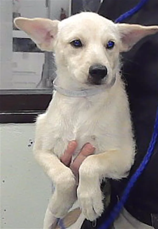 A baby small-sized female Labrador Retriever dog named A for adoption in Houston, TX