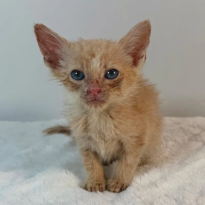 A baby small-sized male Domestic Short Hair cat named Gandalf for adoption in Johnson City, TN