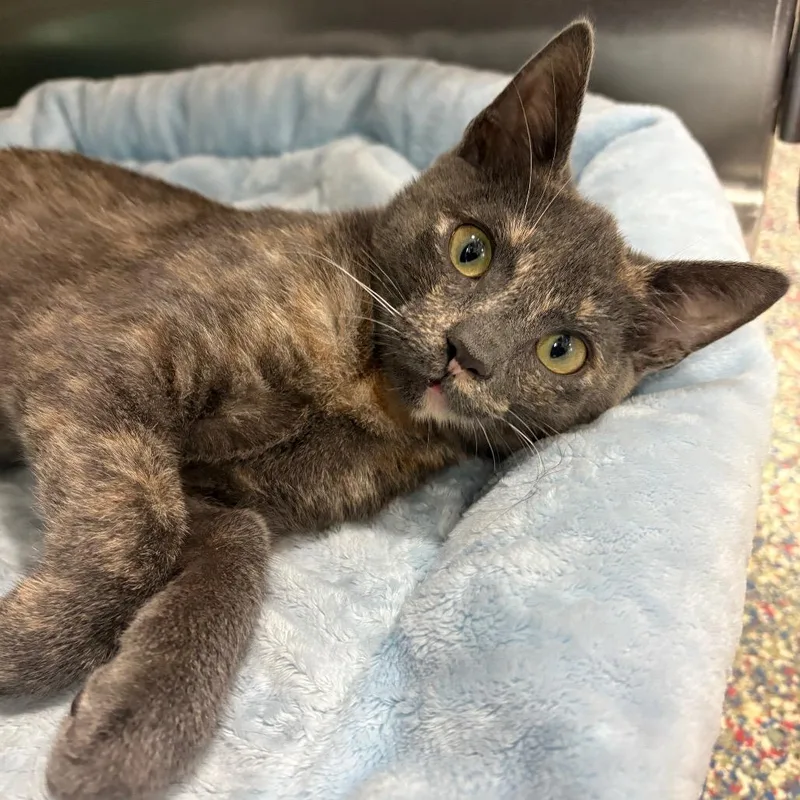 A baby small-sized female Domestic Short Hair cat named Shakira for adoption in Fort Lauderdale, FL