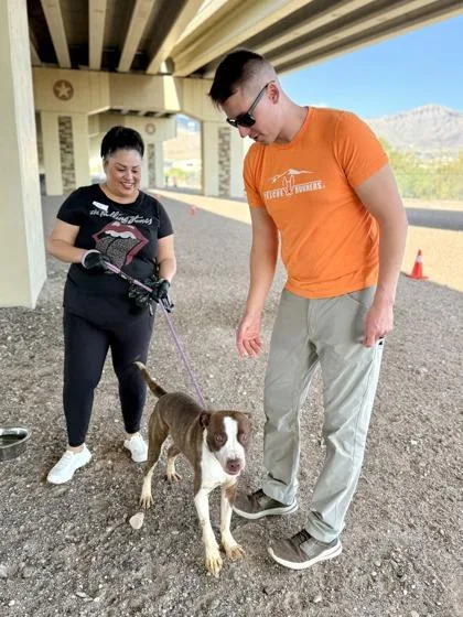 An adult medium-sized male White / Cream Mixed Breed dog named Buns for adoption in El Paso, TX