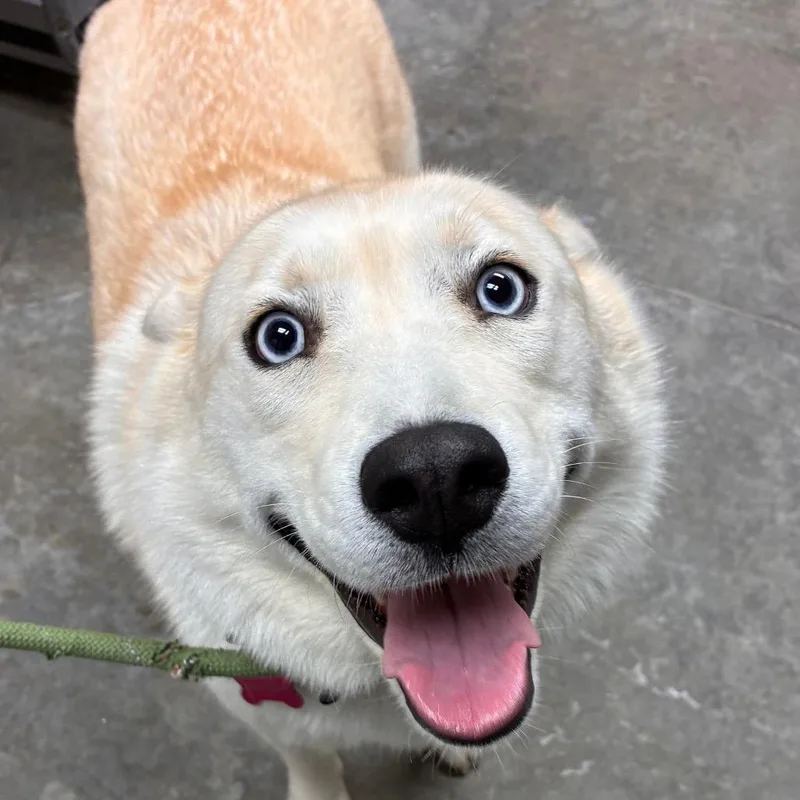 An adult medium-sized female White / Cream Akita dog named Honey for adoption in Manhattan, KS