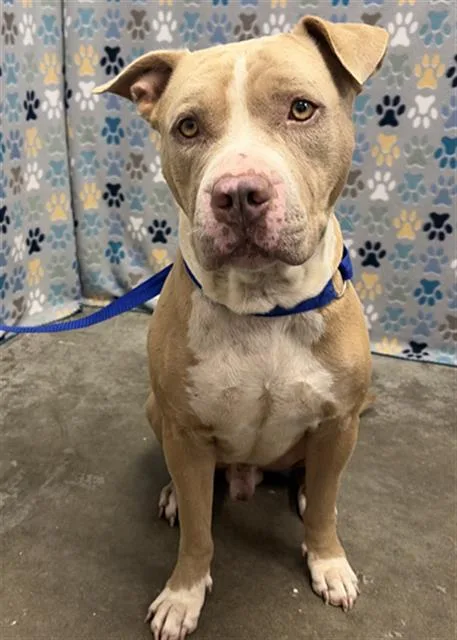 An adult large-sized male American Staffordshire Terrier dog named Von Hoenheim for adoption in Rosenberg, TX