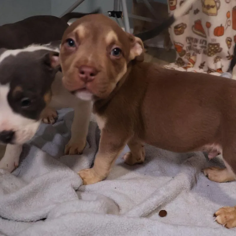 A baby small-sized male Pit Bull Terrier dog named Spud for adoption in Avon, OH