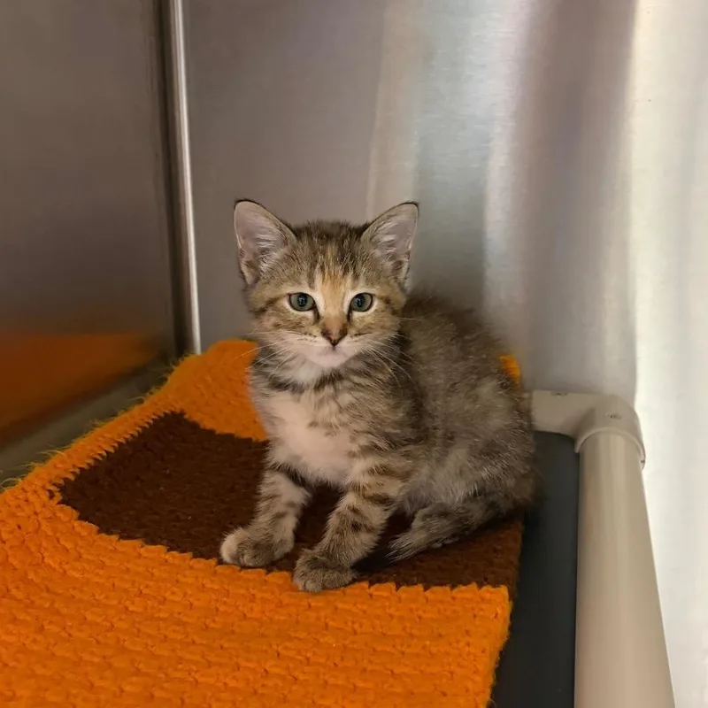 A young medium-sized female Tabby (Brown / Chocolate) Domestic Short Hair cat named Cloud for adoption in Nevada, MO