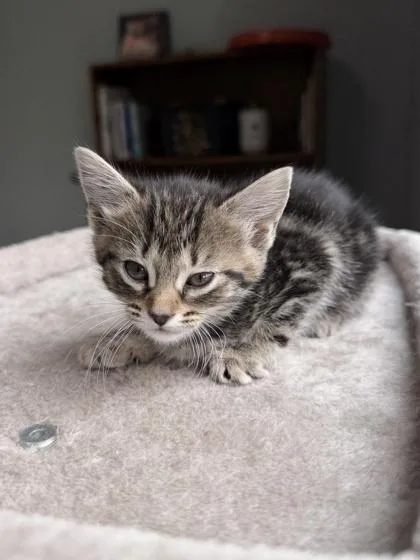 A baby small-sized male Domestic Short Hair cat named Melo for adoption in Barnesville, GA
