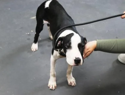 A young medium-sized female Terrier dog named Jolene for adoption in Picayune, MS