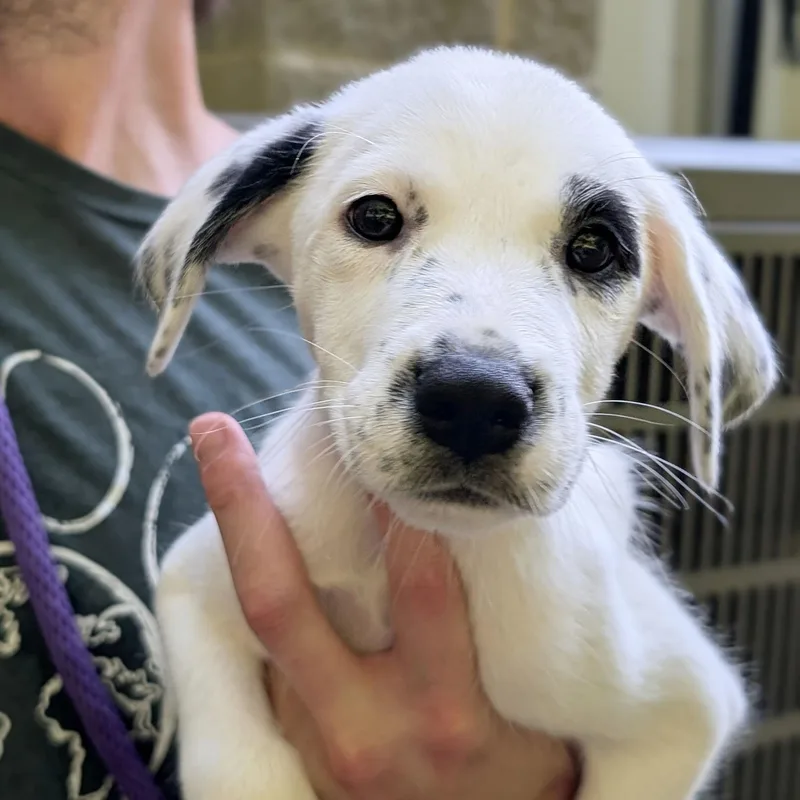 A baby medium-sized female White / Cream Hound dog named Scout for adoption in House Springs, MO