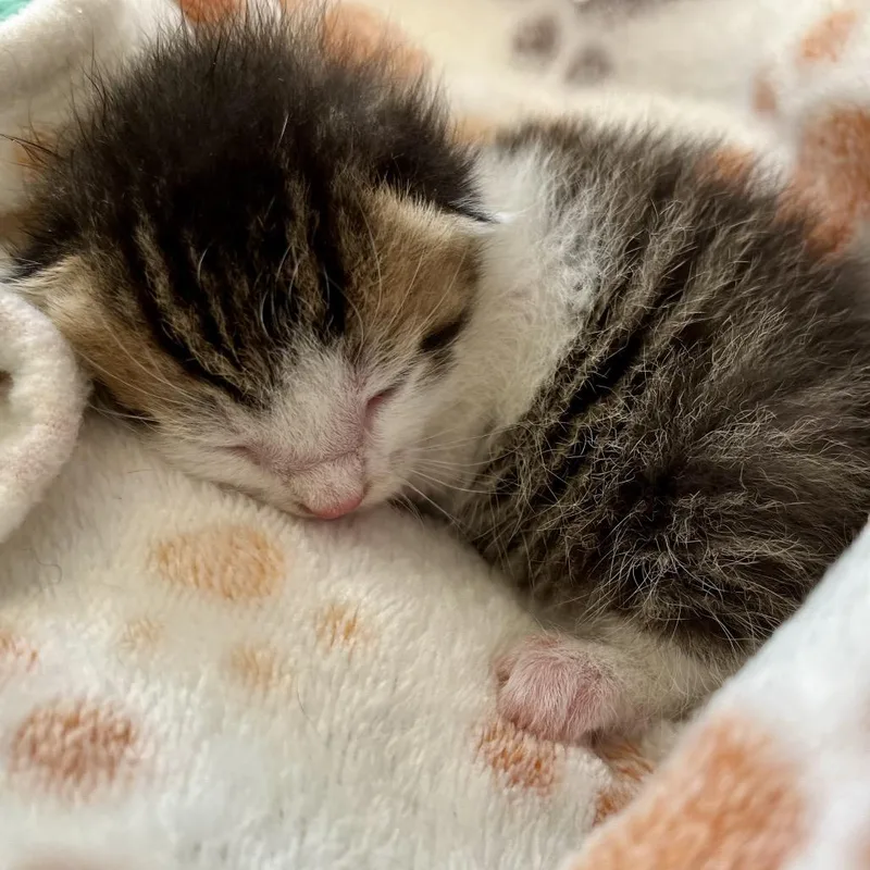 A baby small-sized male Gray / Blue / Silver Domestic Short Hair cat named Hudson for adoption in Hammonton, NJ