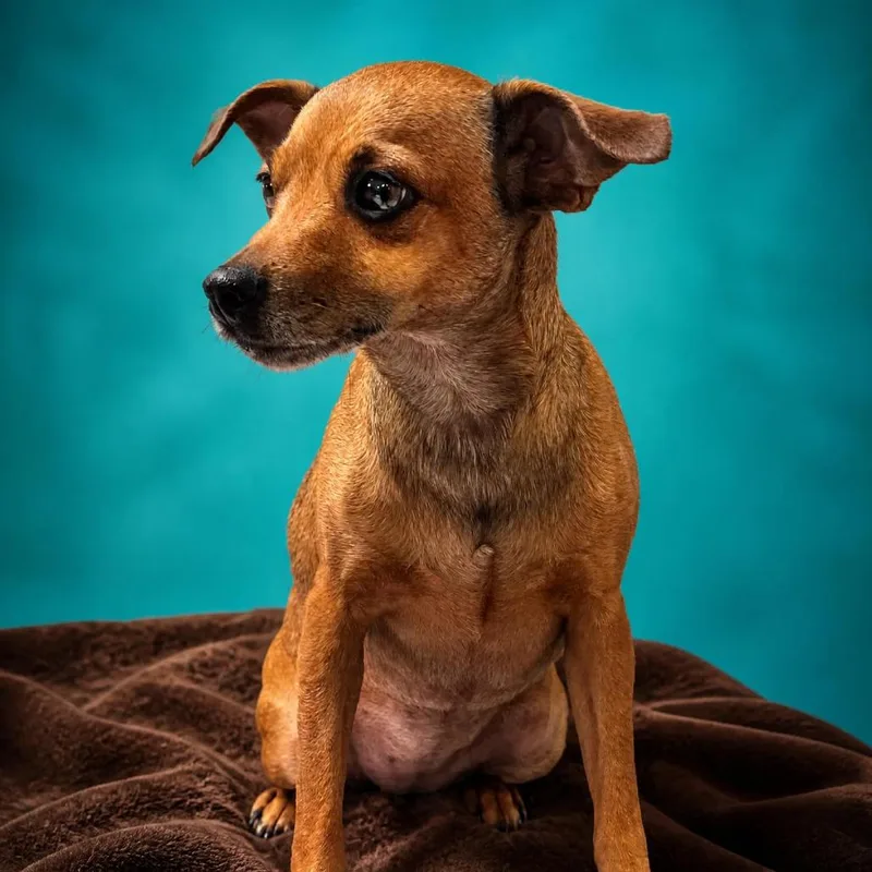 An adult small-sized female Brown / Chocolate Chihuahua dog named Lainey for adoption in Enid, OK