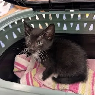 A young medium-sized male Black & White / Tuxedo American Shorthair cat named Oswald for adoption in Charleston, SC