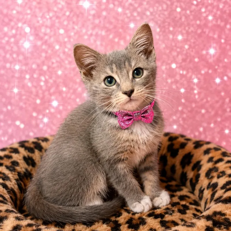 A baby small-sized female Gray / Blue / Silver Domestic Short Hair cat named Thallium for adoption in Binghamton, NY
