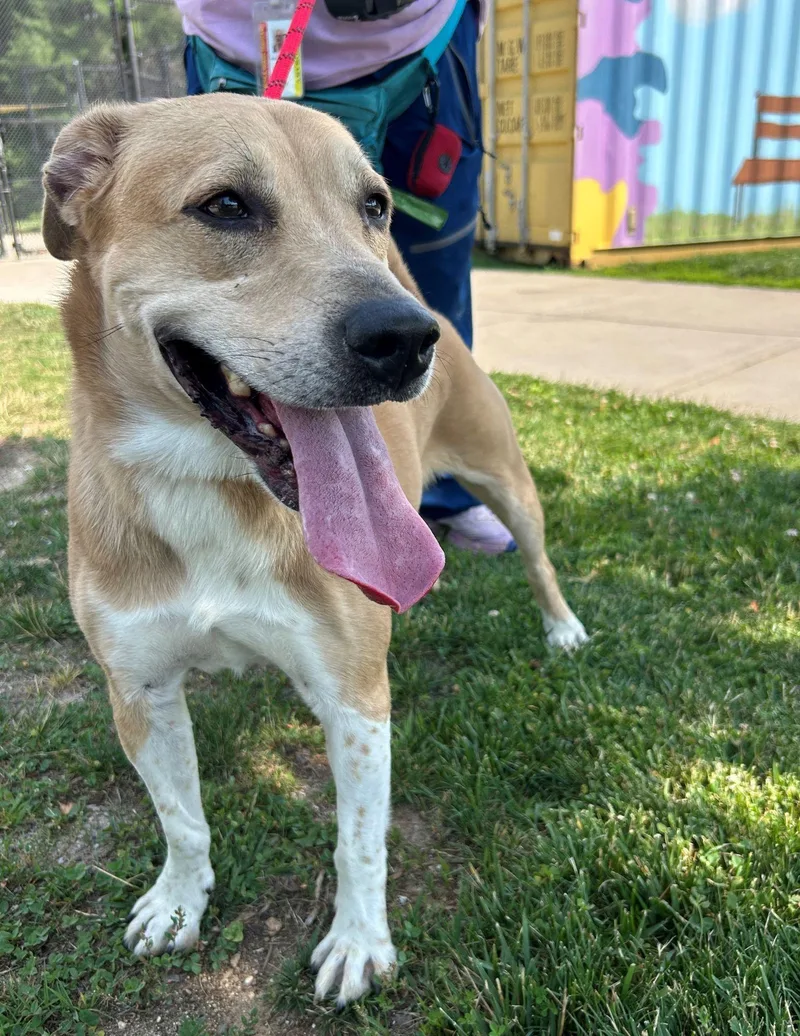 An adult medium-sized female Labrador Retriever dog named Gloria for adoption in Reisterstown, MD