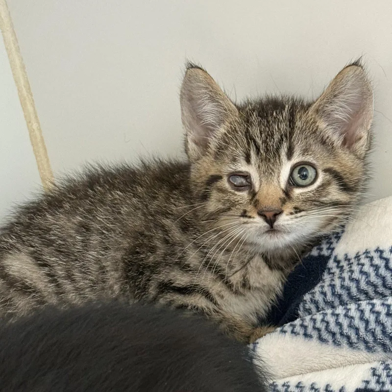 A baby small-sized male Domestic Short Hair cat named Oyster for adoption in Oakland, CA