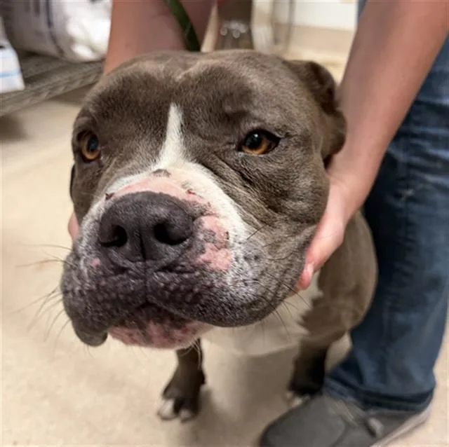 An adult medium-sized male Gray / Blue / Silver Pit Bull Terrier dog named Hank Hill  Urgent for adoption in Thousand Oaks, CA