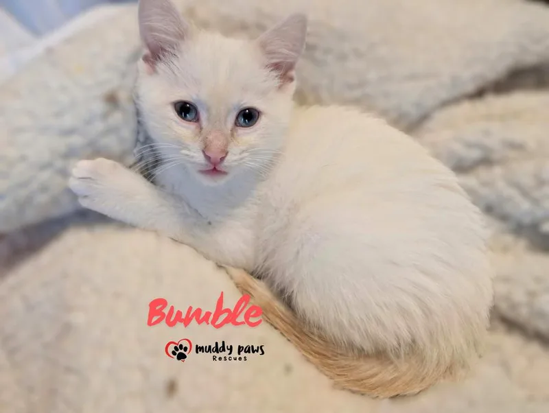 A baby small-sized male White Domestic Short Hair cat named The Misfits: Bumble for adoption in Council Bluffs, IA