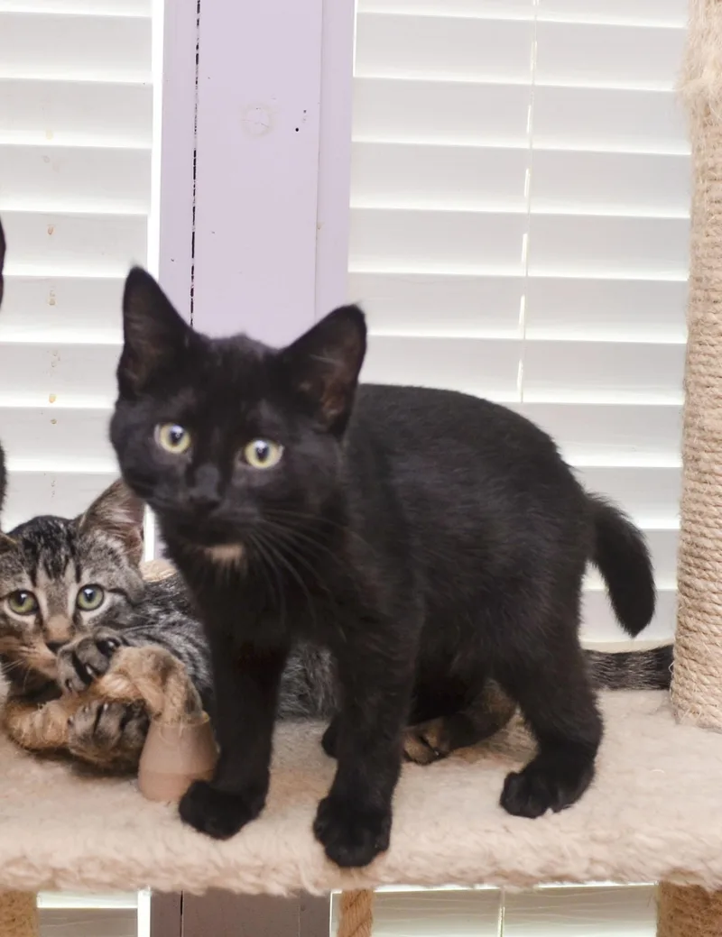 A young medium-sized male Domestic Short Hair cat named Curly for adoption in Farmington, MN