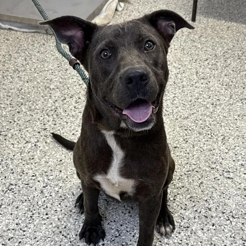 A young medium-sized female Gray / Blue / Silver Labrador Retriever dog named Snow Cone for adoption in Hattiesburg, MS