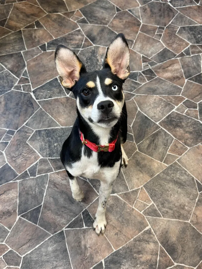A baby medium-sized female Tricolor (Brown, Black, & White) Terrier dog named Serafina for adoption in Sterling Heights, MI