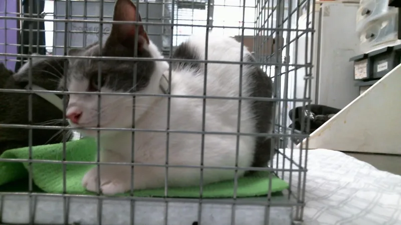 A baby small-sized female Domestic Short Hair cat named Phoenix for adoption in Houston, TX