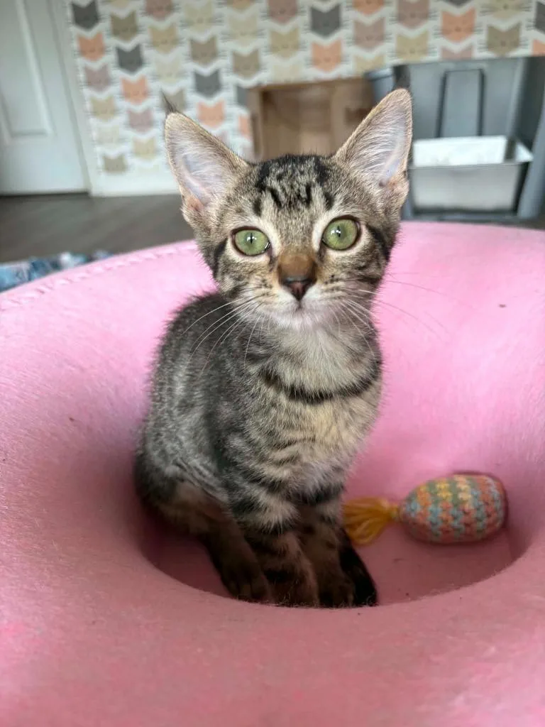 A baby small-sized male Domestic Short Hair cat named Ranger for adoption in Newnan, GA