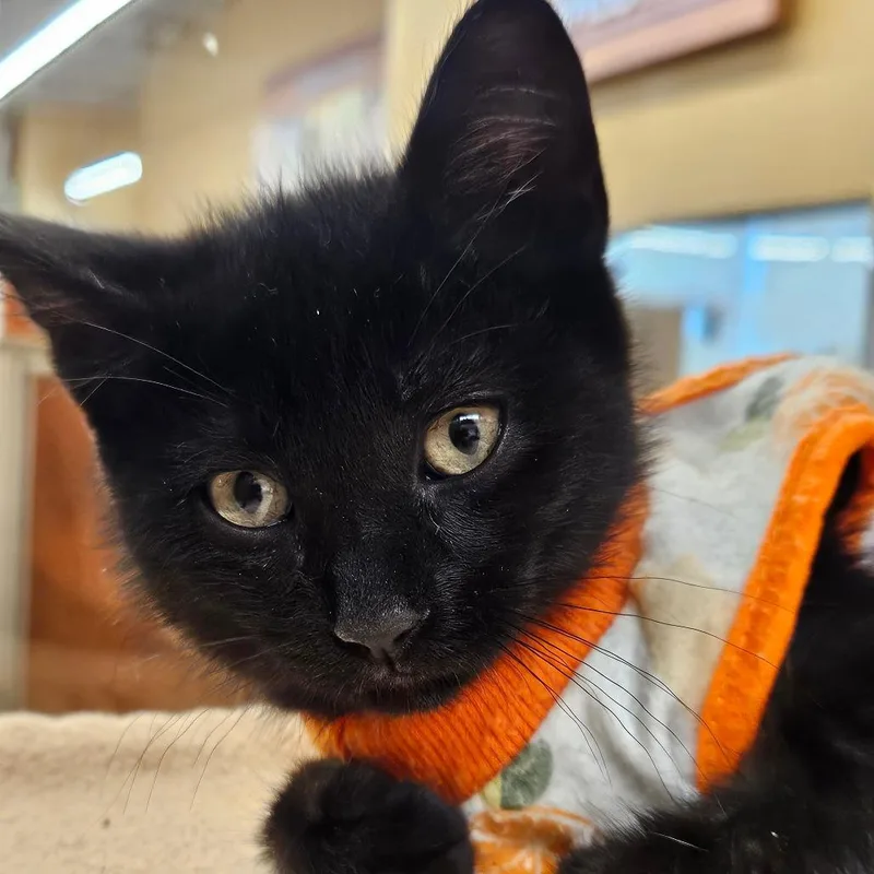 A baby small-sized female Black Domestic Short Hair cat named Mona for adoption in Hamburg, NY