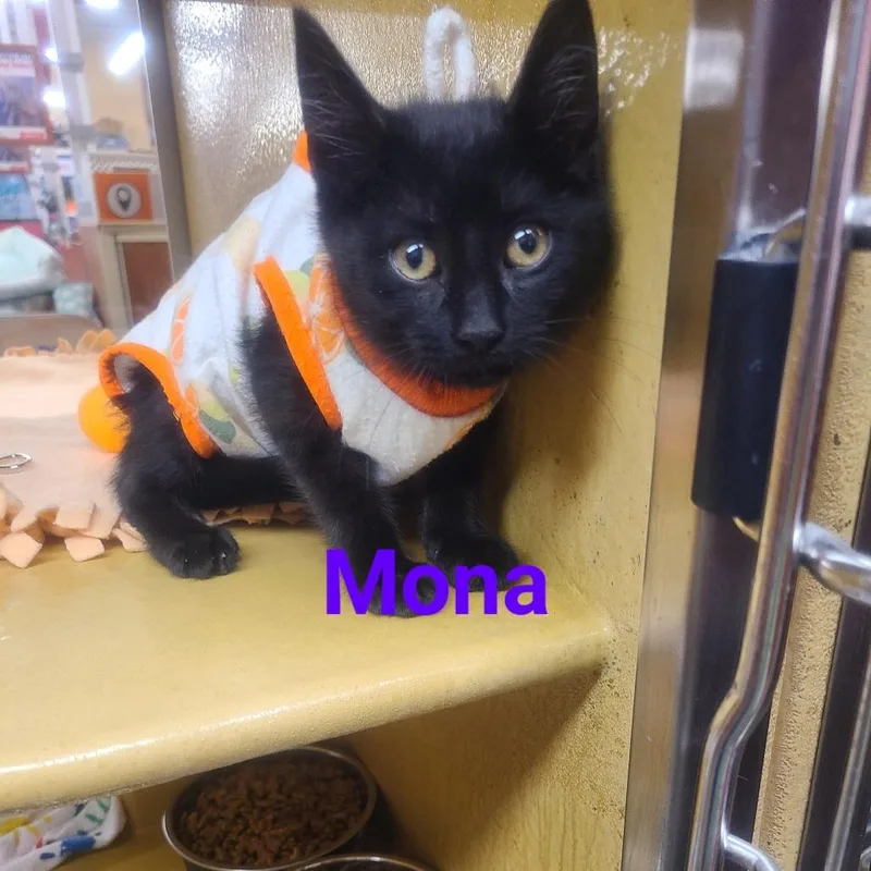 Mona thumbnail 3