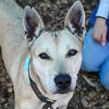 An adult medium-sized female Mixed Breed dog named Marcelle for adoption in Chamblee, GA