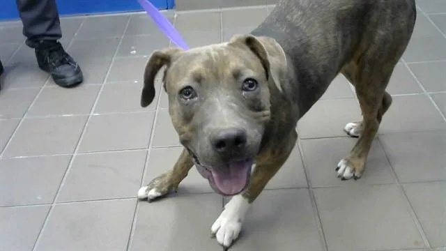 A young medium-sized female Pit Bull Terrier dog named Ariel for adoption in Albuquerque, NM