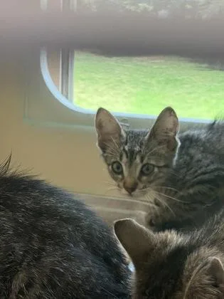 A baby small-sized male Domestic Short Hair cat named Oakland for adoption in Chamblee, GA