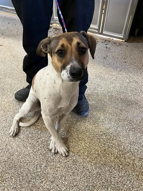 A young medium-sized female Australian Cattle Dog / Blue Heeler dog named Tootsie for adoption in Riverside, CA