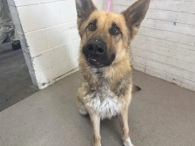 A young large-sized male German Shepherd Dog dog named Oliver for adoption in San Bernardino, CA