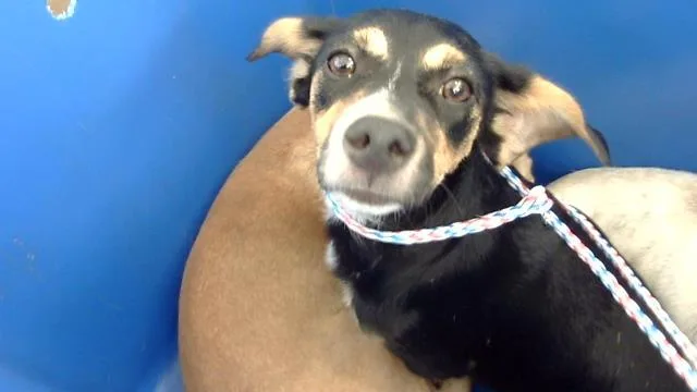 A young small-sized female Mixed Breed dog named Meadow for adoption in Dallas, TX