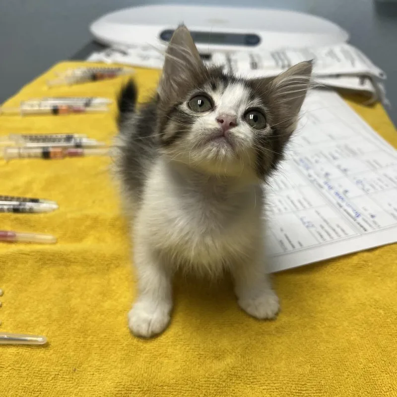 A baby small-sized male Domestic Long Hair cat named Louis for adoption in Riverside, CA