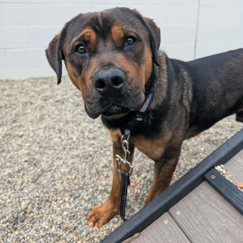 A young large-sized male Bicolor Rottweiler dog named Rocky for adoption in Detroit, MI