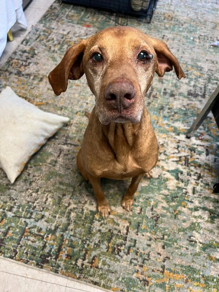A senior large-sized male Hound dog named Mr. Boombastic for adoption in Chickamauga , GA