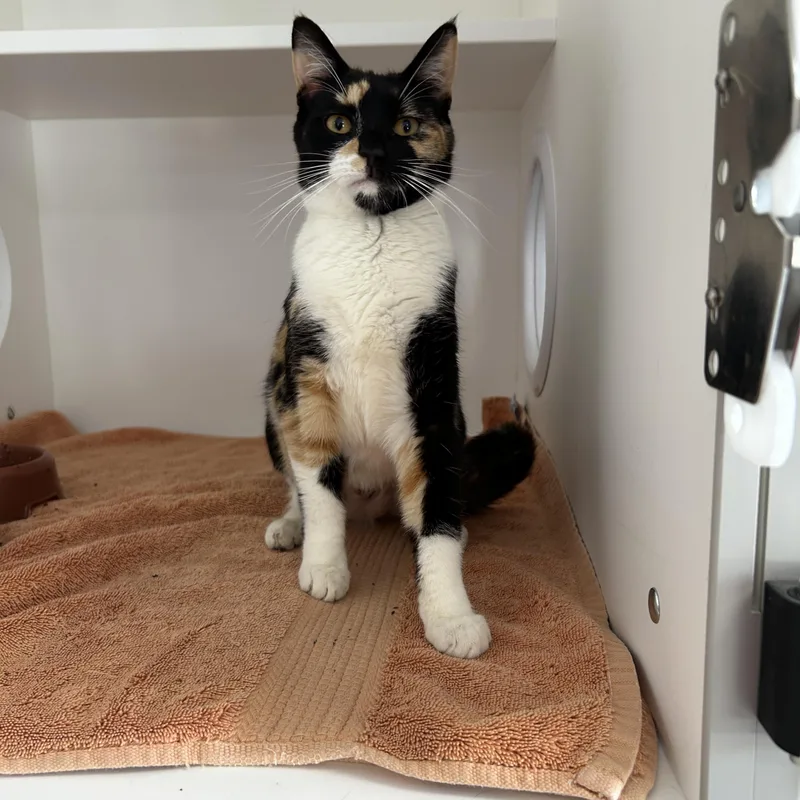 An adult medium-sized female Calico cat named Janelle for adoption in La Grange Park, IL