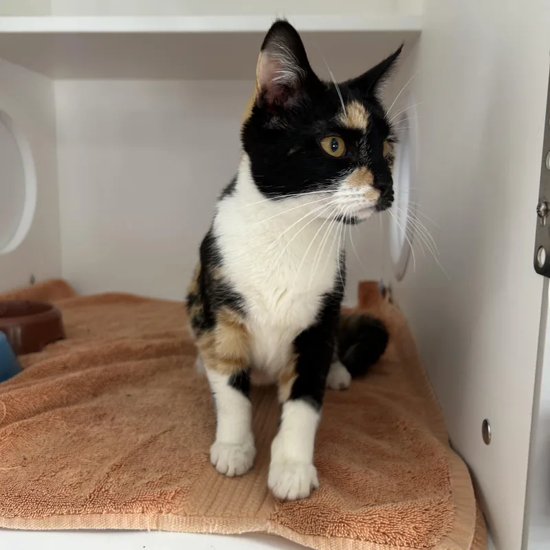 Janelle thumbnail 3