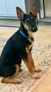 A young medium-sized male German Shepherd Dog dog named Bandit for adoption in Palm City, FL