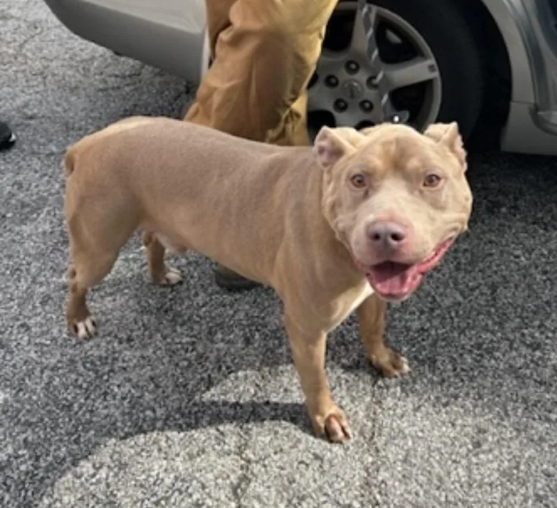 An adult medium-sized male Golden Mixed Breed dog named Bruce Almighty for adoption in Belleville, IL