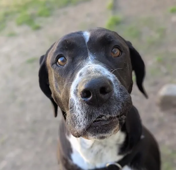 An adult large-sized female Labrador Retriever dog named Meringue for adoption in Santa Rosa, CA