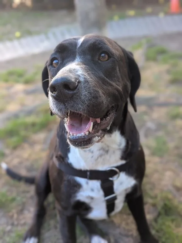 Meringue thumbnail 2